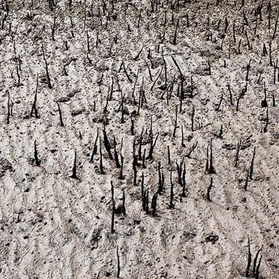  Mangrove 