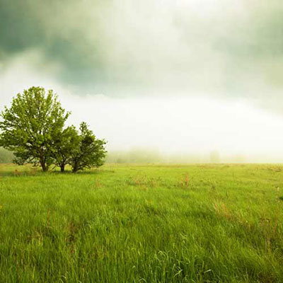 Meadow