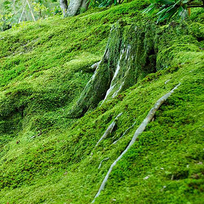 Moss