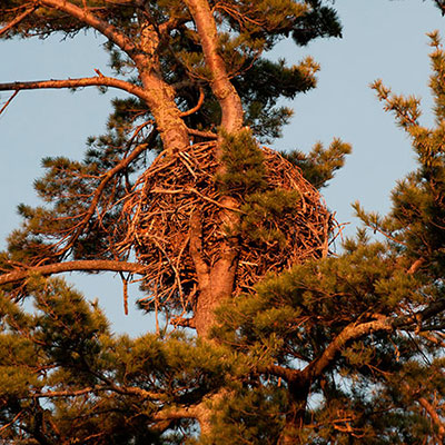 Nest