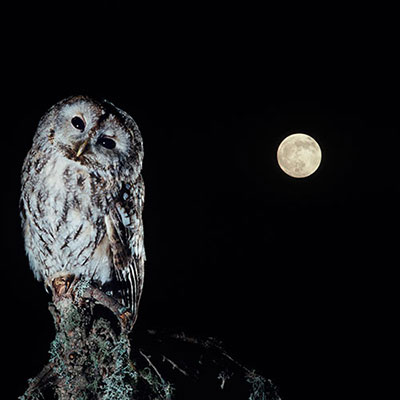 Nocturnal