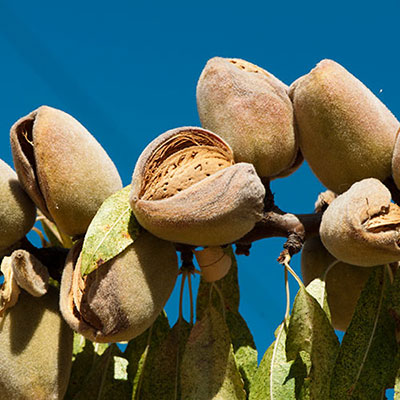 Nuts