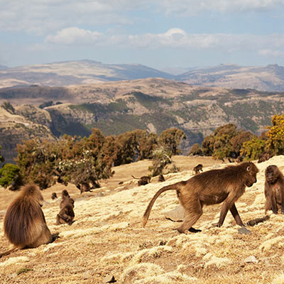 Primates