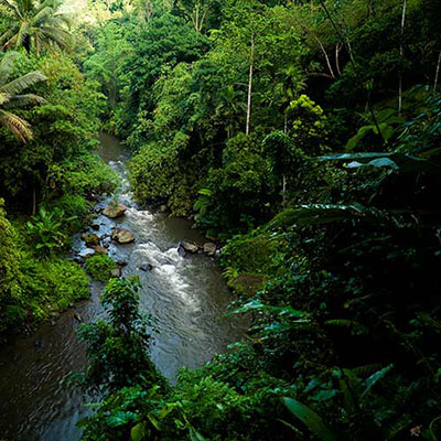 Rainforest