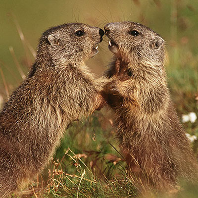 Rodents