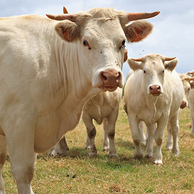 Ruminants