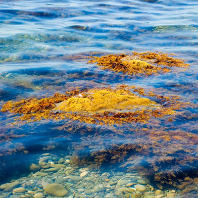 Seaweed