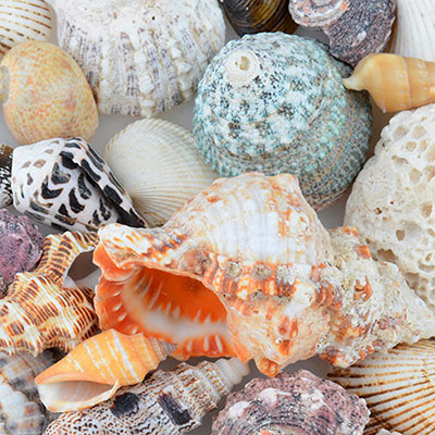 Shells