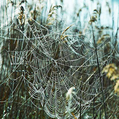 Spiders Web