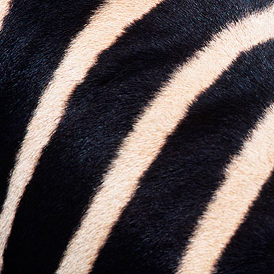 Stripes