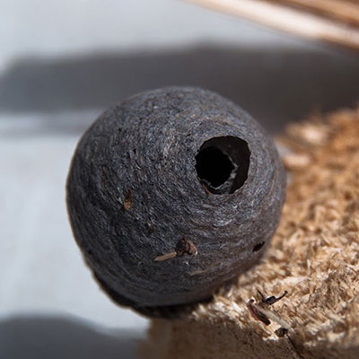 Wasps Nest