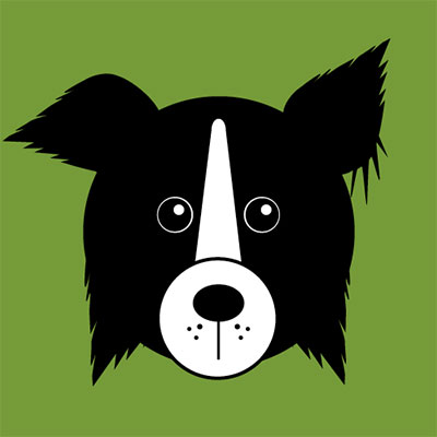  Border Collie 