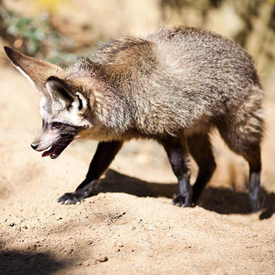 Fennec Fox