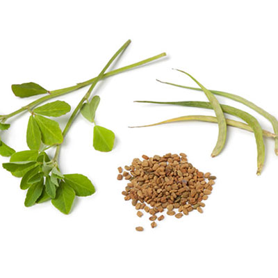 Fenugreek