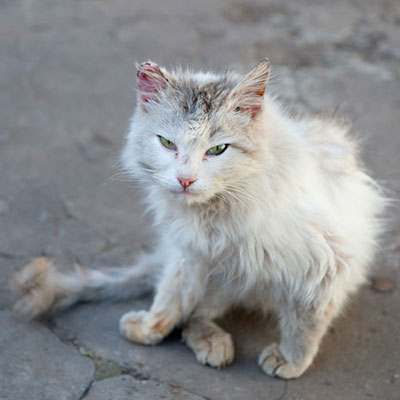 Feral