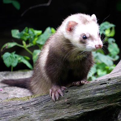  Ferret 