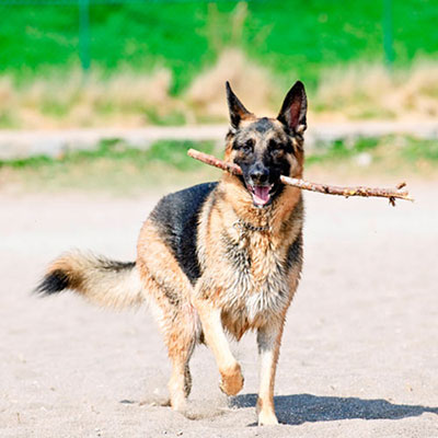  Fetch 