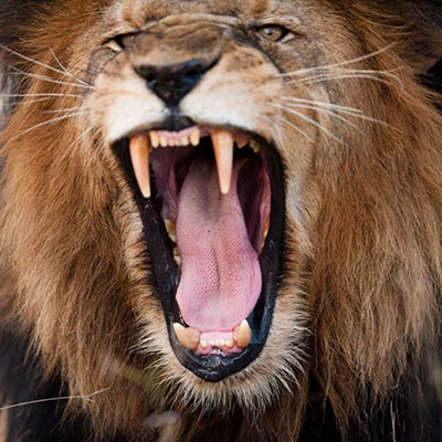 Fierce