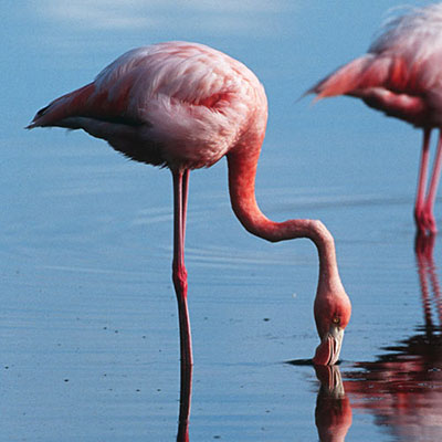 Flamingo