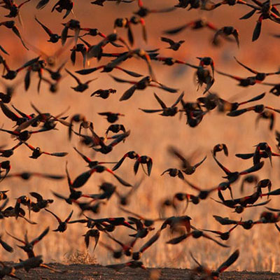 Flock