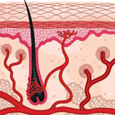 Follicle