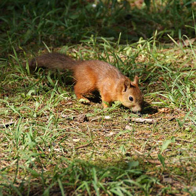 Forage