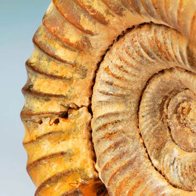 Fossil
