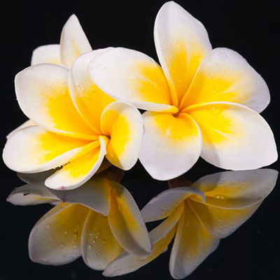 Frangipani