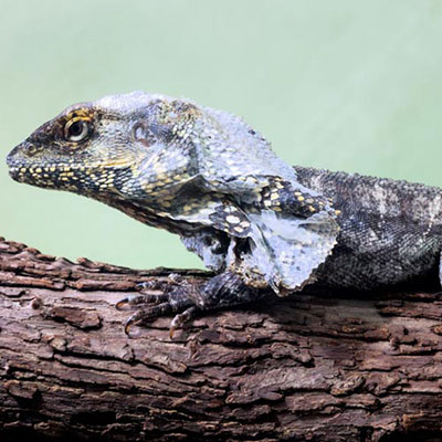 Frilled Lizard