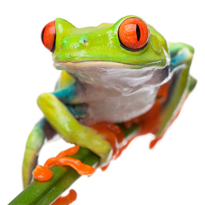 Frog