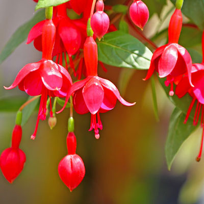 Fuchsia