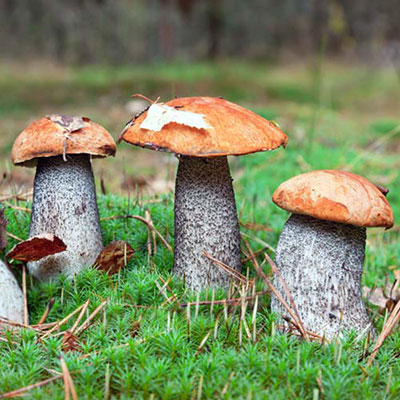 Fungi