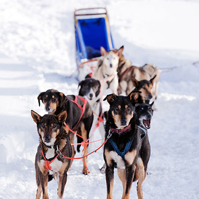 Dog Sled