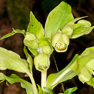 Hellebore
