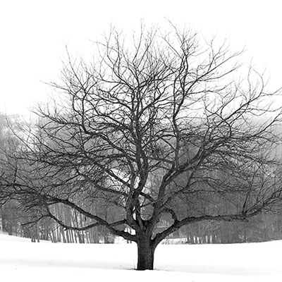 Leafless