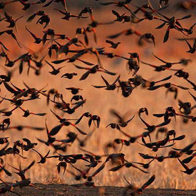 Migration
