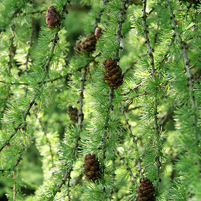  Pine Cones 