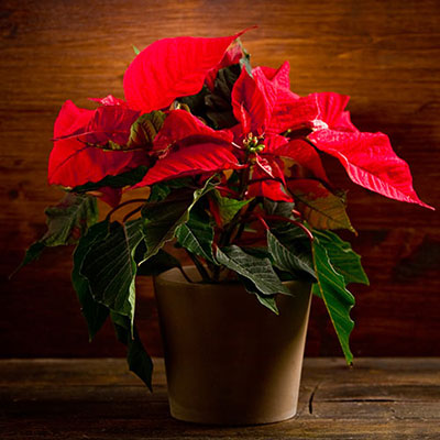Poinsettia