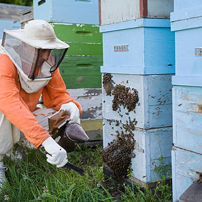  Apiary 