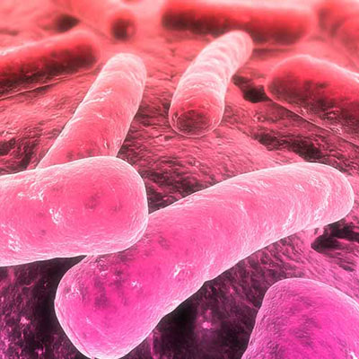 Bacteria