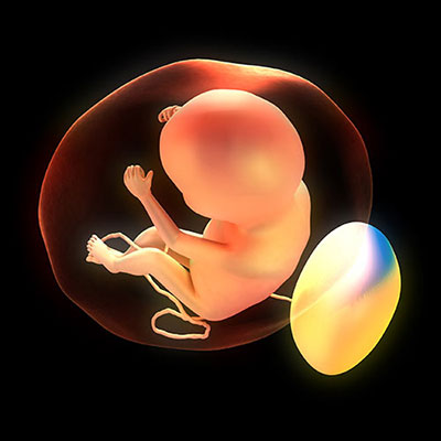  Embryo 