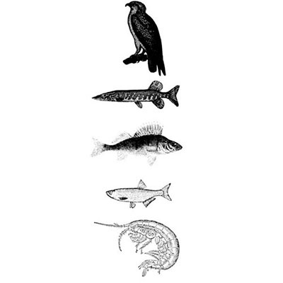  Food Chain 