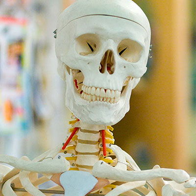  Skeleton 
