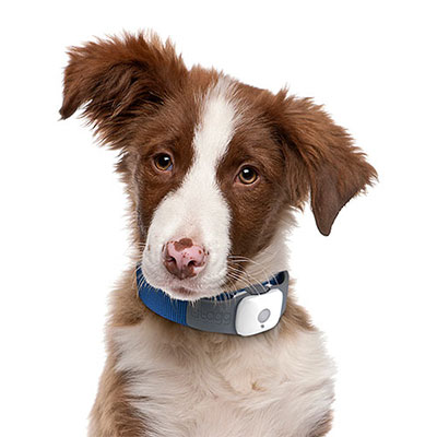  Pet Tracker 