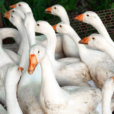  Gaggle 