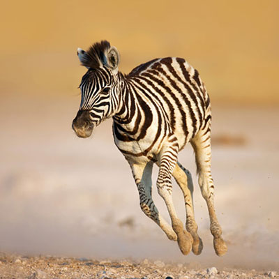 Gallop