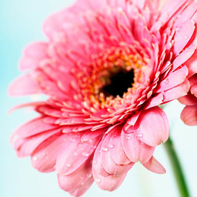 Gerbera