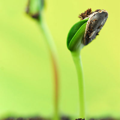 Germinate