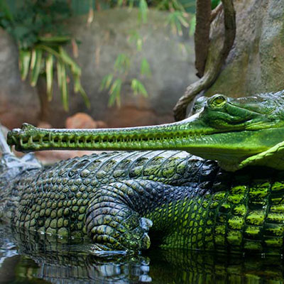 Gharial