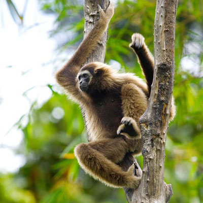 Gibbon